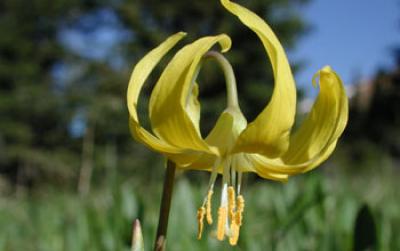 Glacier Lily Flower