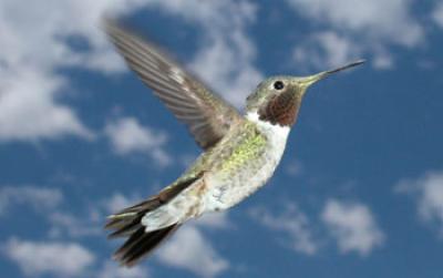 Male Broad-Tailed Hummingbird