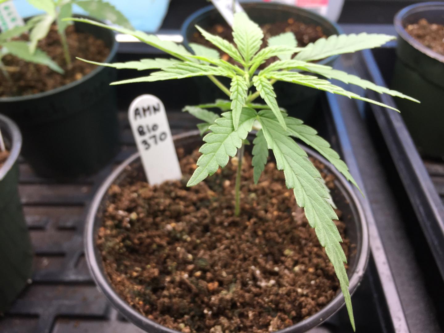 Immature Hemp Plant