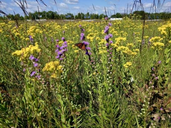 Prairie Grass