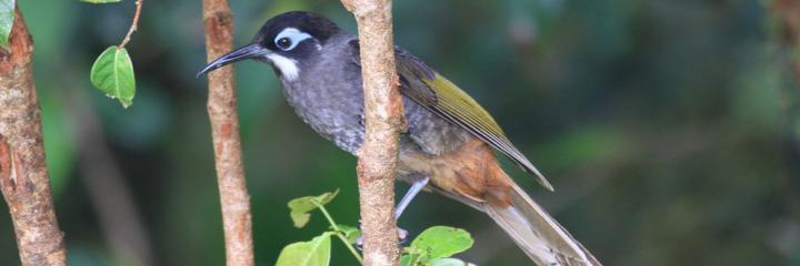 Belford's Melidectes
