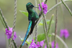 long-tailed sylph