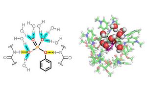 Development of a Cyclic Molecule That Captures Phosphate in Harmony with Water Molecules