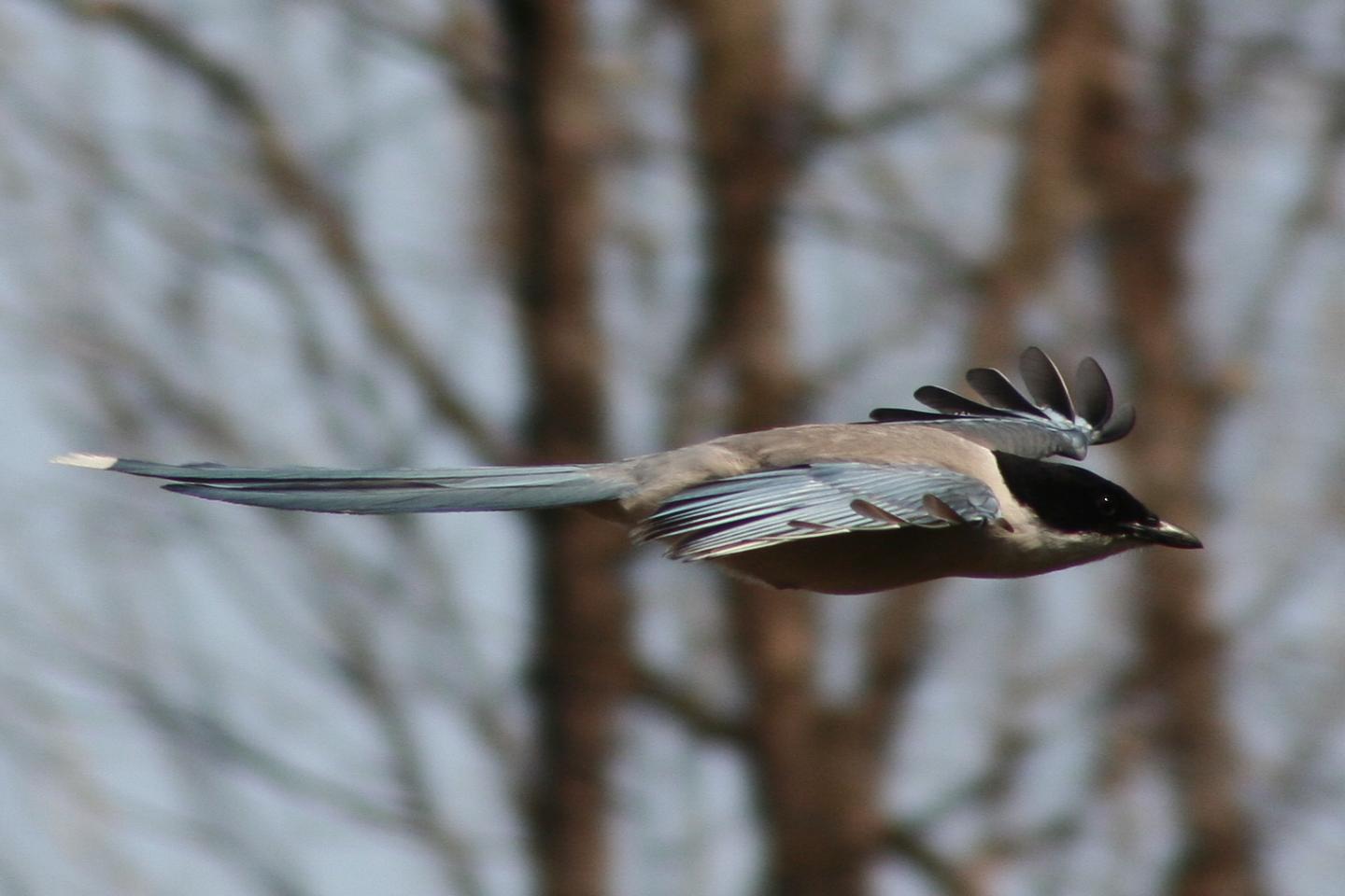 Horn and Colleagues Tested Prosociality in a Cooperatively Breeding Bird Species