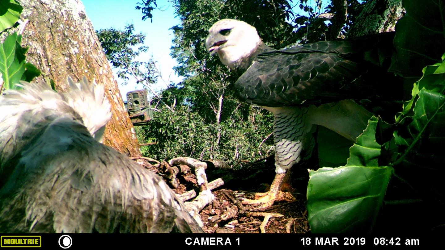 Harpy eagle