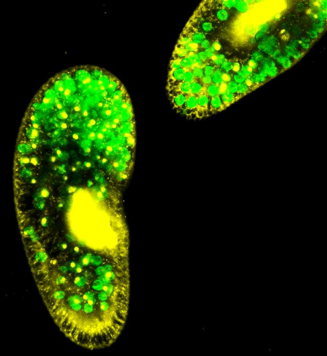 Fluorescence microscopy image of Paramecium bursaria