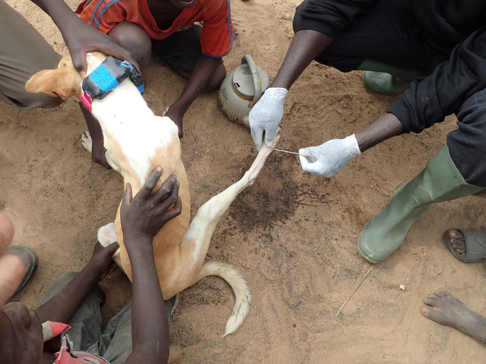 A Guinea worm emerging from a dog's leg