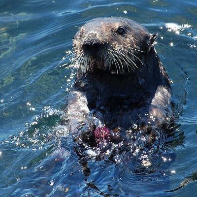 Sea Otter Holding Sea Urchin