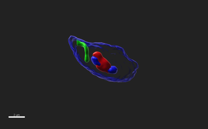 It has been described how chromosomes are positioned during sperm differentiation