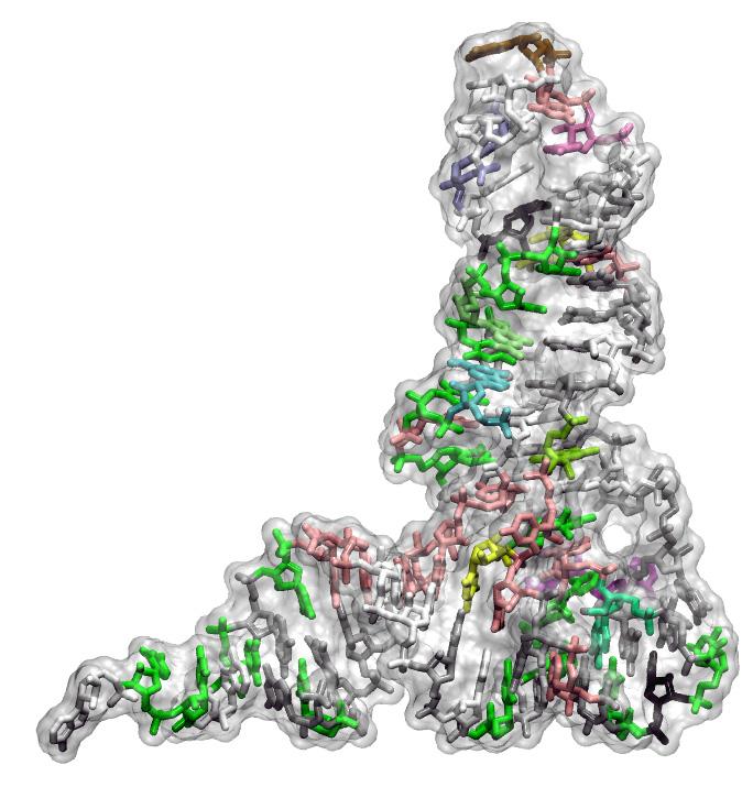 tRNA Molecule