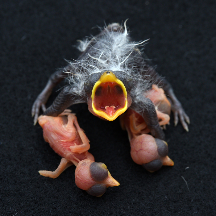 Cuckoo finch and host chicks