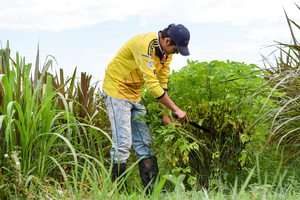 Silvopastoral farming can reconnect ecosystems