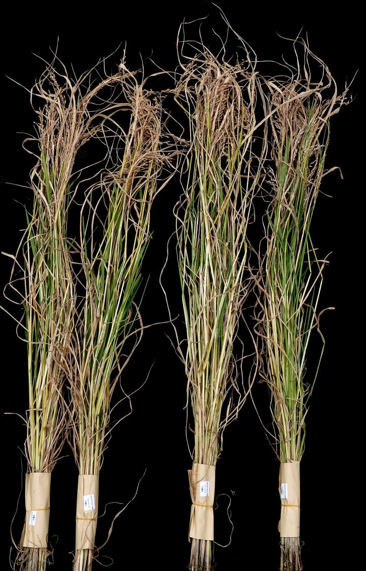Rice Plant Resists Arsenic