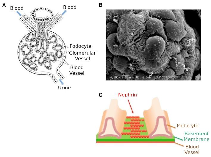 Glomerular Podocytes and Filtration Membranes