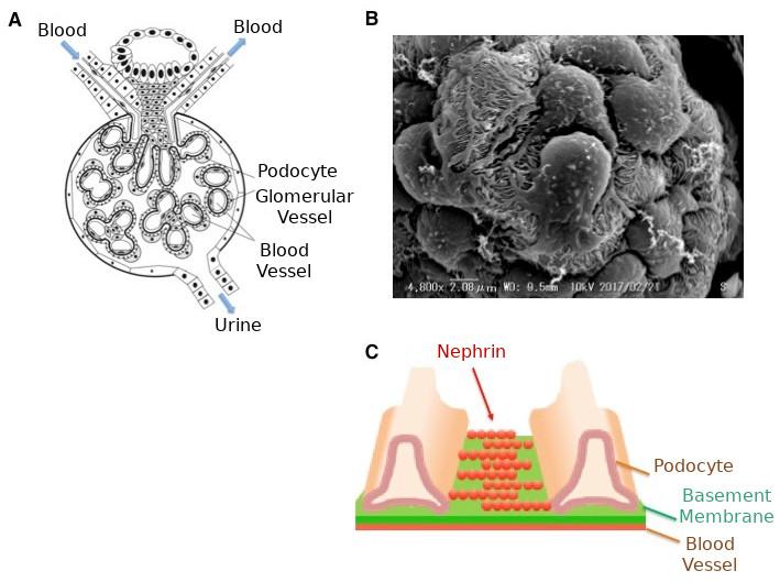 糸球体ポドサイトとろ過膜