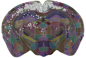 A single slice of a 3D brain image showing the detected cells and the brain divided into regions