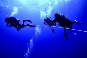 Divers collecting comb jellies