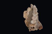 The Left Hemi-maxilla with Teeth