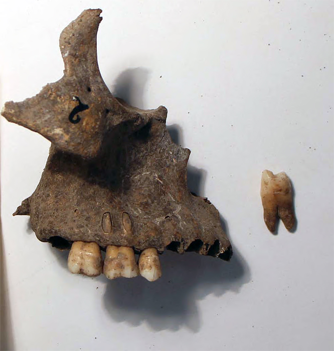 Maxilla and tooth from the specimen excavated at Cabeço da Amoreira