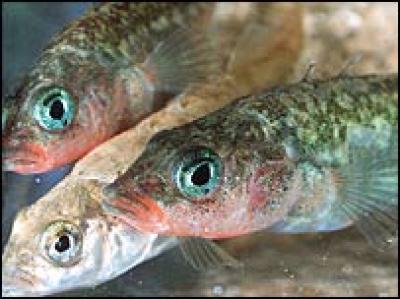Male Stickleback Fish
