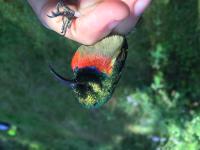 Usambara Double-collared Sunbird