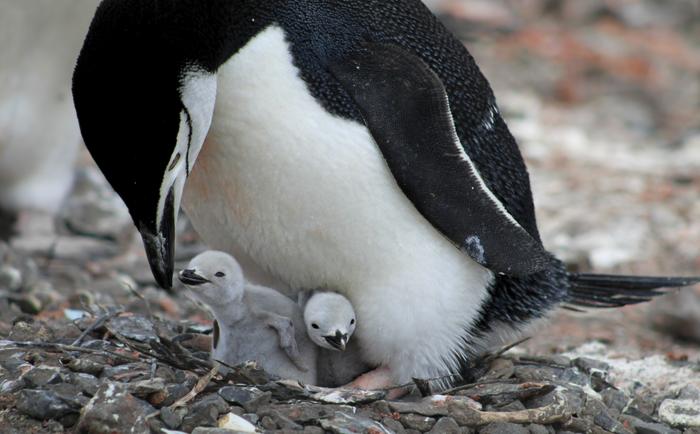 Chinstrap Penguin (Pygoscelis antarcticus) feeding its chicks