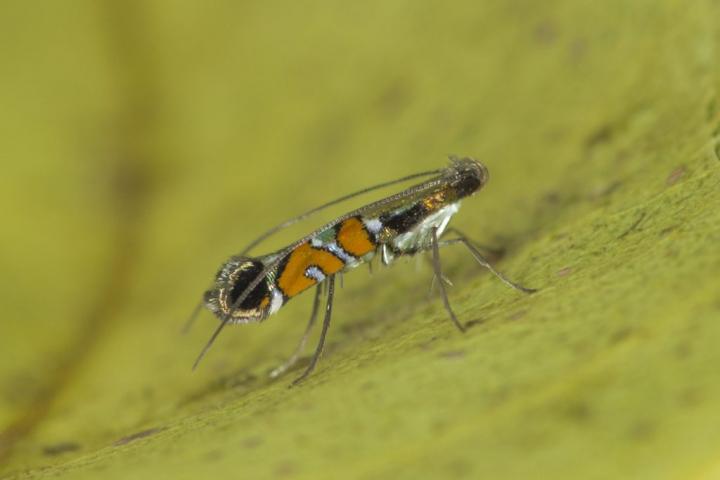 Conserving Rare, Eyelash-Sized Moths in Hawaii