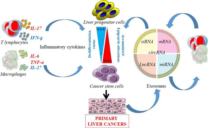 Transforming process of liver progenitor cells (LPCs) into cancer stem cells (CSCs).