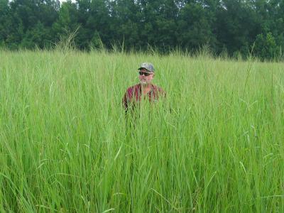 Switchgrass Field