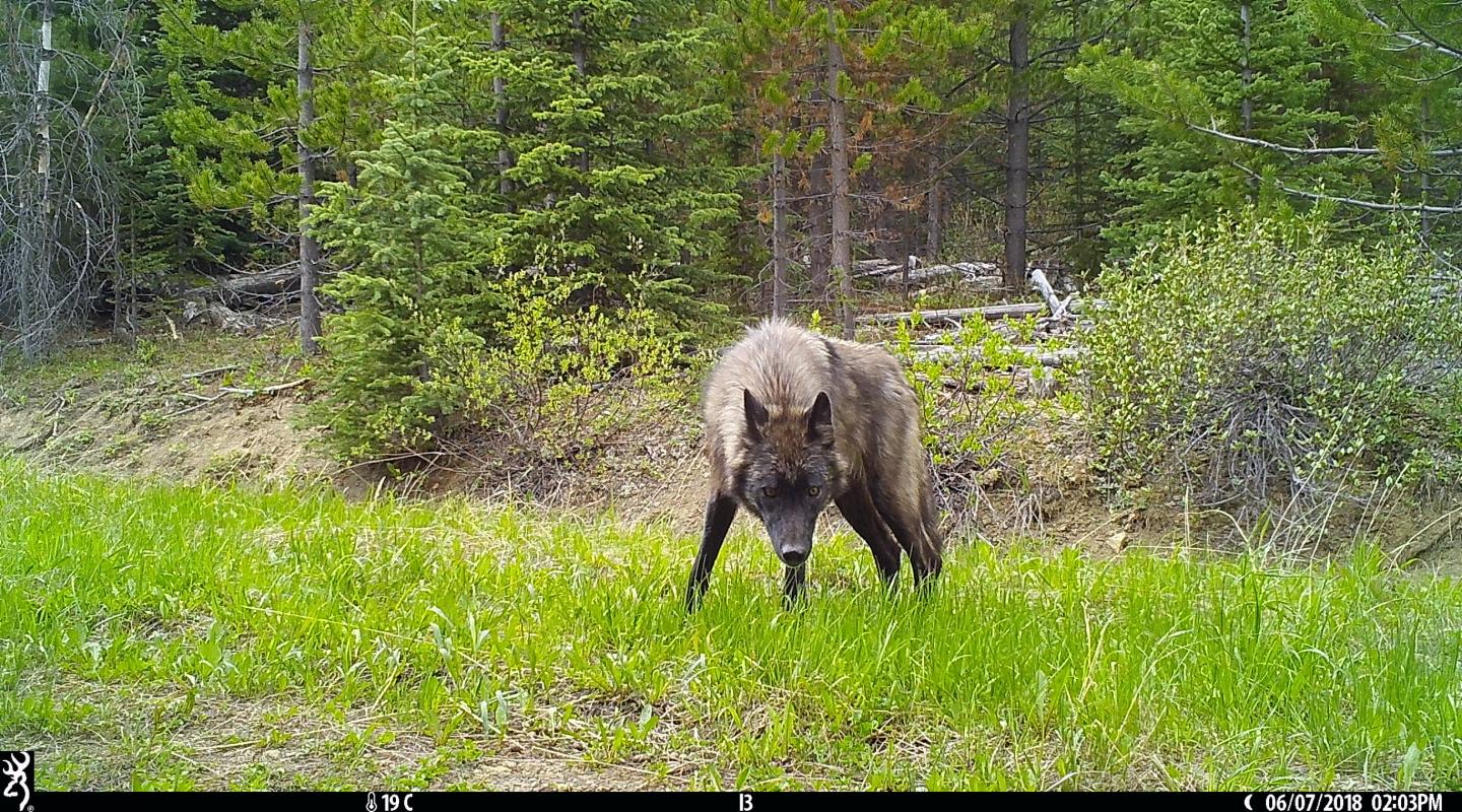 Camera traps show impact of recreational activity on wildlife