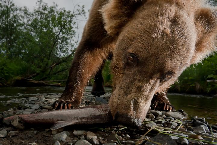 Karluk Bear Eating Salmon