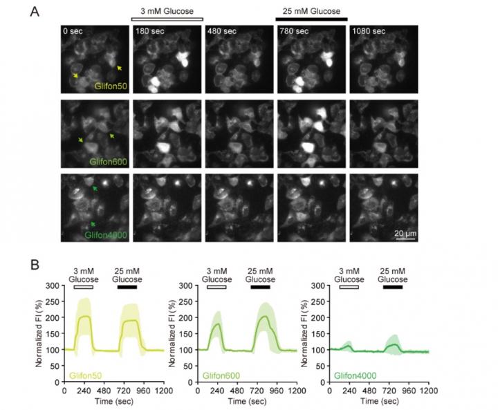 Live Cell Imaging Using Green Glifons To Light Up Glucose Dynamics