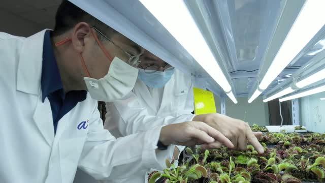 NTU Singapore scientists develop device to 'communicate' with plants