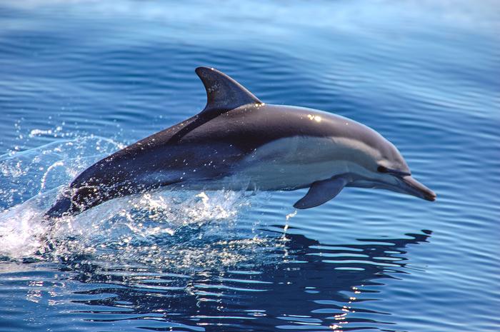 Common dolphin off the coast of Australia.