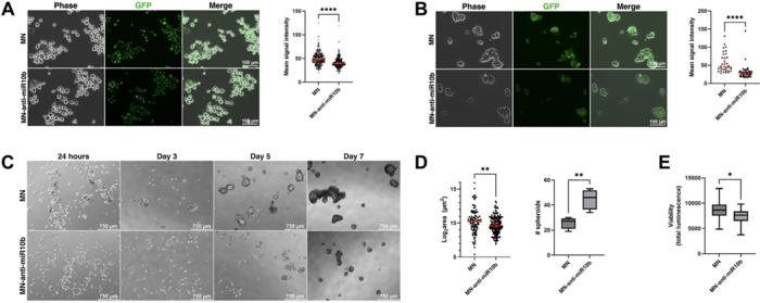 Inhibition of miR-10b treats metastatic breast cancer by targeting stem cell-like properties