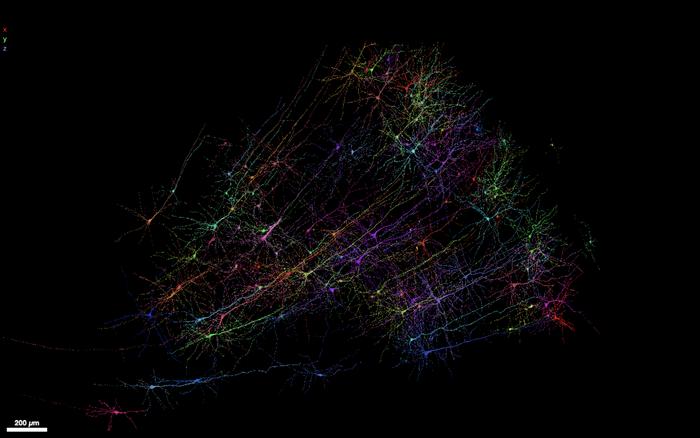 Snapshot of human neurons