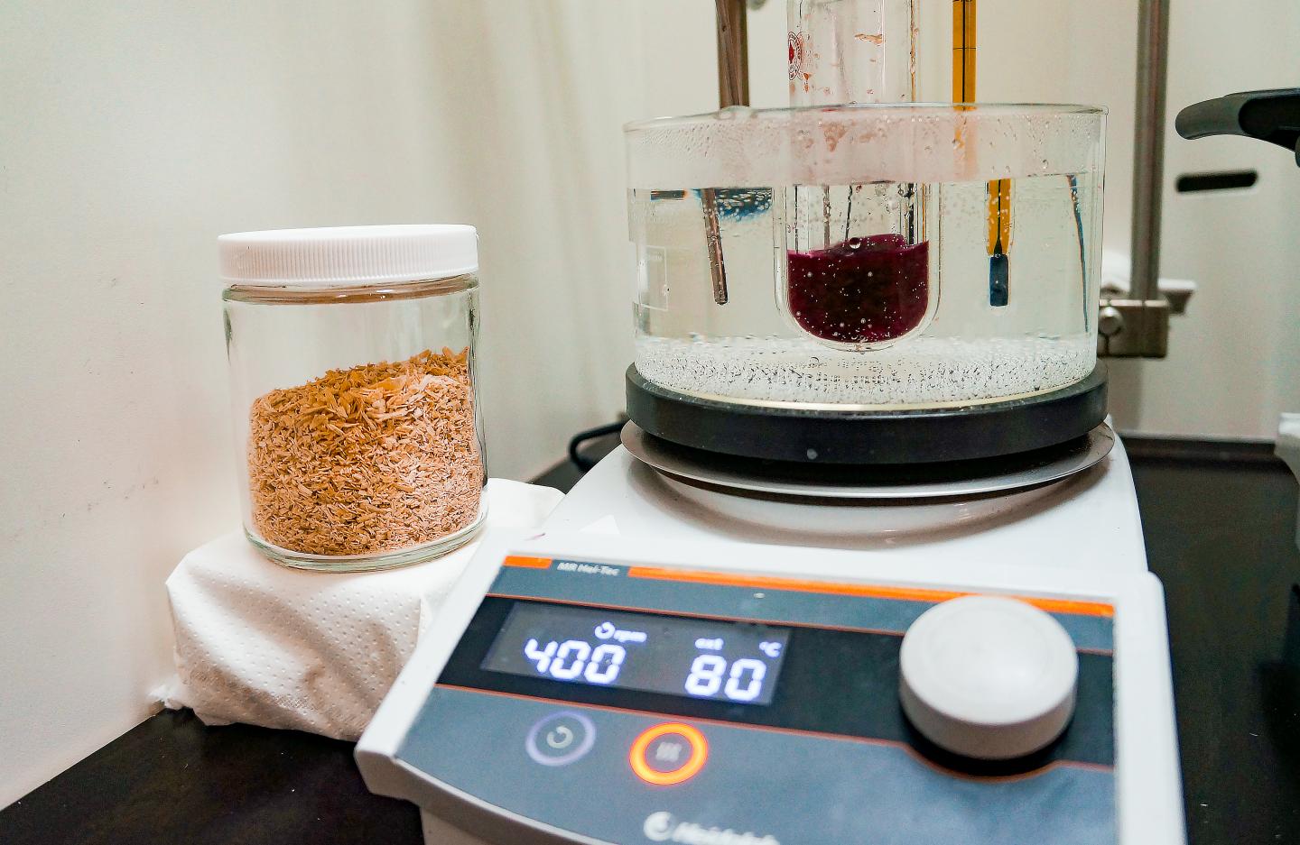 Beech Wood Undergoing Deconstruction