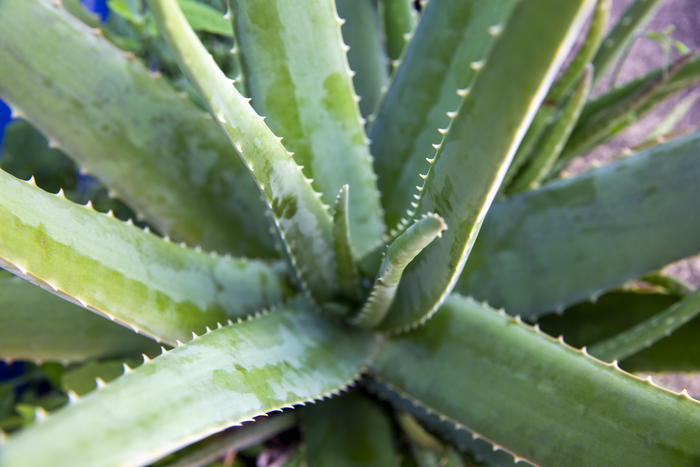 Aloe vera