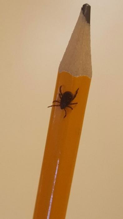 The Brown Dog Tick on Pencil