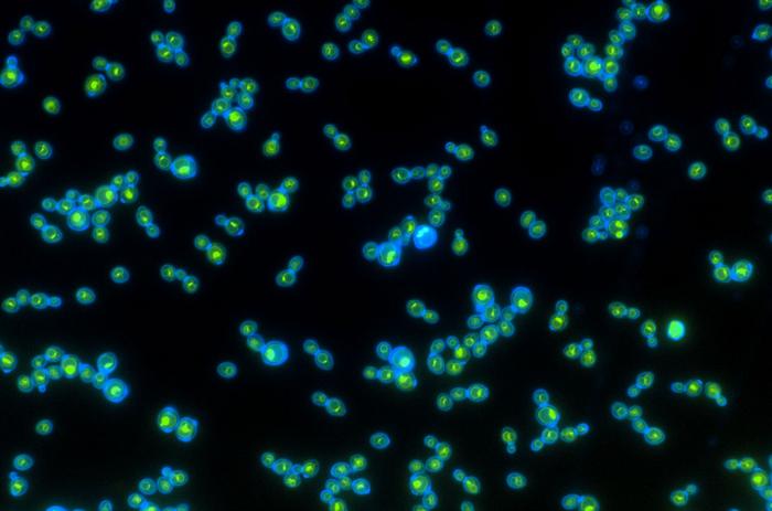 Light-powered yeast cells