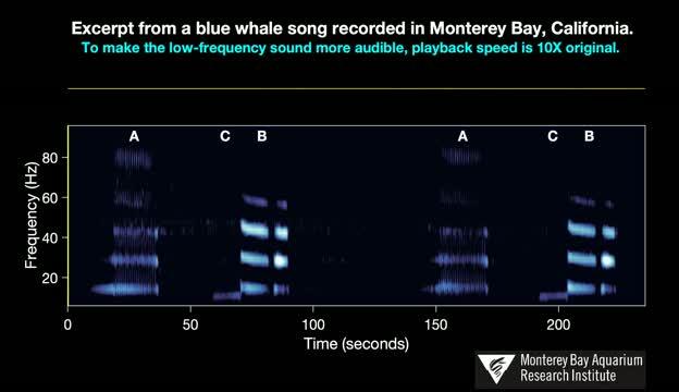 Whale song