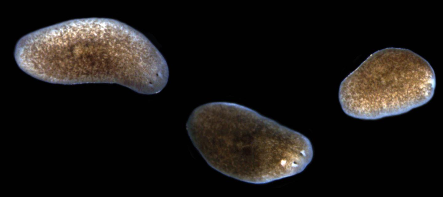 Planaria Exposed to Pathogenic Bacteria