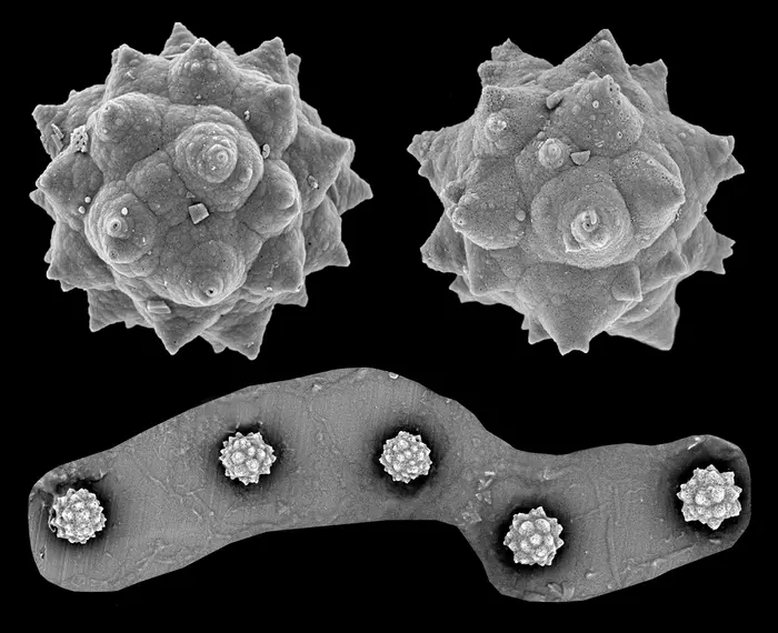 Palm phytoliths