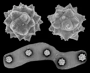 Palm phytoliths