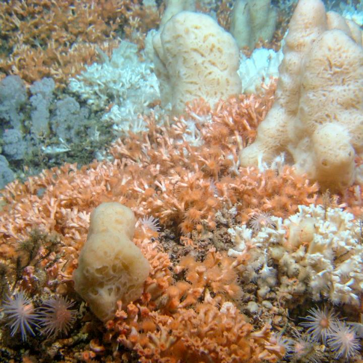 Cold Water Reef