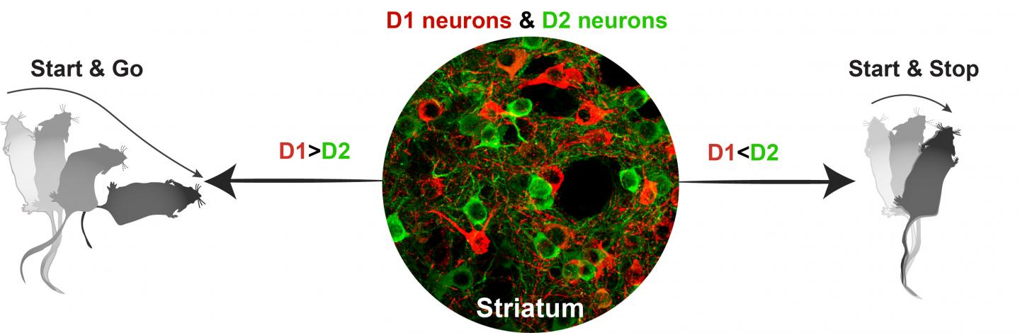 Micrograph of D1 and D2 Neurons with Illustration of Mouse Movements