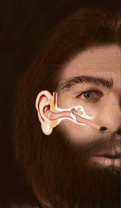 Eustachian Tube in Neanderthal Man