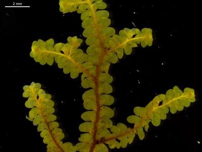 <i>Radula mittenii</i>