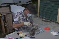 Permafrost Bison Bone