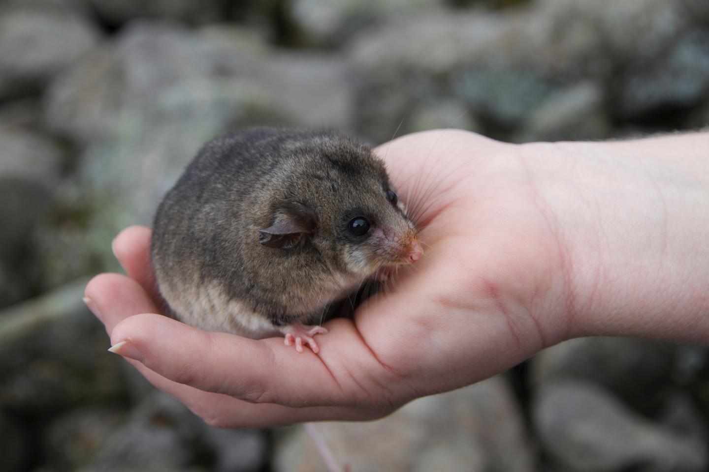 Mountain Pygmy possum in Hand